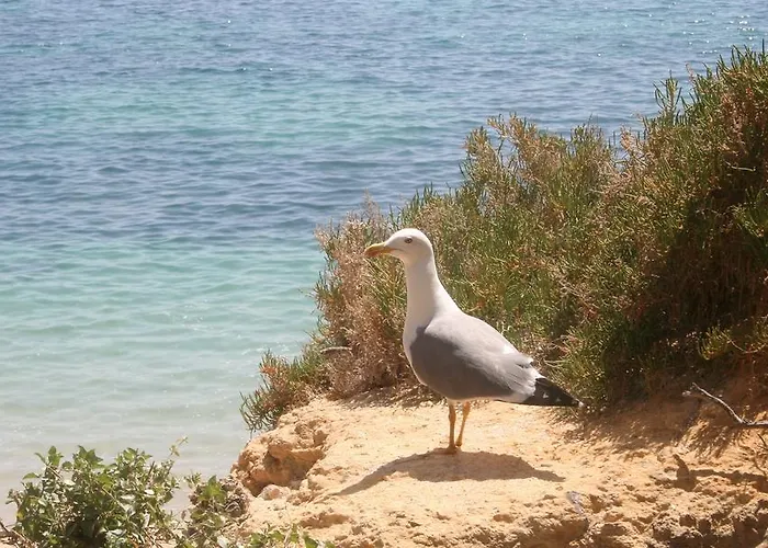 Villa Pinetree Seaside, Albufeira 度假居 阿尔布费拉