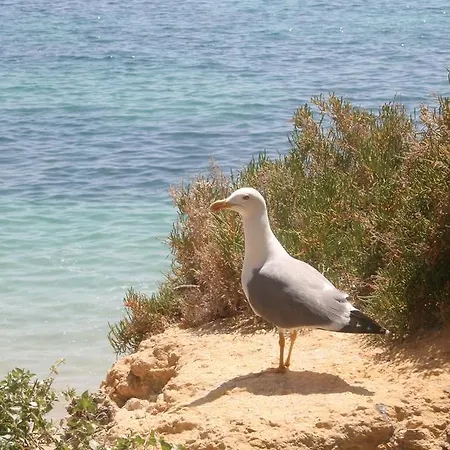 Pinetree Seaside, Сasa de vacaciones Albufeira